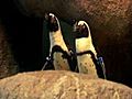 Saving South African penguins