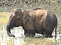 Man vs elephant: Conflict over habitat