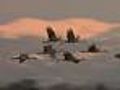 Spring Brings Sandhill Cranes To San Luis Valley
