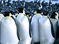 March of the Penguins - The Long Walk