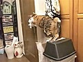 Cat Really Wants To Open Door