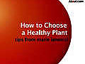 How to Choose a Healthy Plant