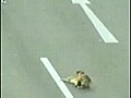 Incroyable : Un chien sauve un autre chien sur une autoroute !