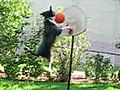 Slam Dunk Dog