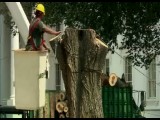WHITE HOUSE TREE REMOVAL