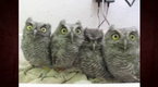 Baby Owls