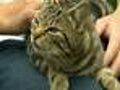 Woman Speaks After Dumping Cat In Trash