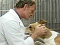 [Video] Is medical testing with animals the right thing to do?