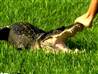 Barefoot wrangler traps gator