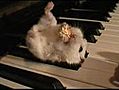 Hamster sur un piano