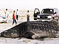 Gujarat’s fishermen to the whale shark&#039;s rescue