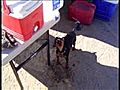 Funny Miniature Pinscher