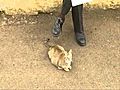 Cutest Cat