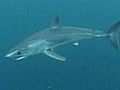 Woman survives shark attack