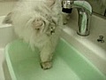 お水を掴みたい猫