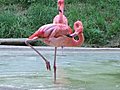 Flamingo Grooming Stock Footage