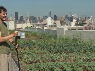 Urban Farmers Grow Rooftop Crops