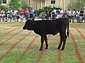 Cow pies benefit education fund in Delray Beach