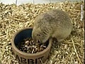 Atoll L’Ile aux Animaux-Animaleries Lescar 64230 Pyrénées-Atlantiques