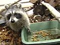 Respect the raccoon