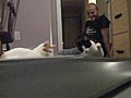 Cats Confused By Treadmill