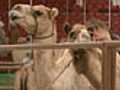 Abu Dhabi holds beauty contest for camels