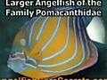 What Is Queen Angelfish?