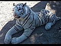 Stuffed toy tiger sparks police hunt