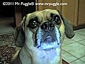 mr puggle® 600th post contest