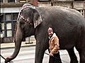 Elephants Take To Streets In Downtown Louisville