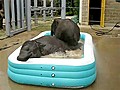 Baby Elephants Play In Kiddie Pool