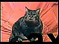 America s Funniest Videos - Purr-fect Cat