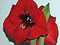 How to Give a Potted Amaryllis