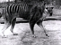 Tasmanian Tiger Footage (1932) - Clip 1: Thylacine
