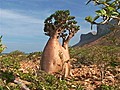 Journey to the secret kingdom of Socotra