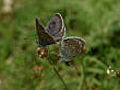 Large blue butterfly