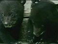 Cute baby bears saved