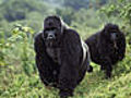 Uganda - Gorilla-Berge und &#039;African Queen&#039;