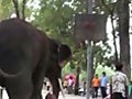Elephant Shoots Basketball.