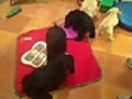 Puppies open their Christmas gifts!