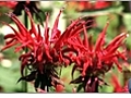 Using Bee Balm in the Garden