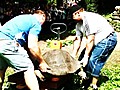 Latvian Strong men Weigh Tortoises