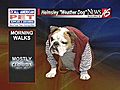 Helmsley the weather dog