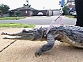 Woman Shares Home With Pet Crocodiles