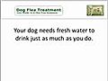 Methods To Take Care Of Your Pet Dog