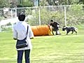 ２０１０・４・２５保護ガンドッグ運動会２