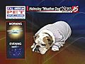 Helmsley the weather dog