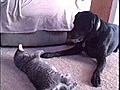 Dog Vrs Cat Ultimate Smackdown!