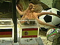 Paul the Octopus remembered