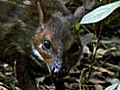 Water Chevrotain & Crowned Eagle